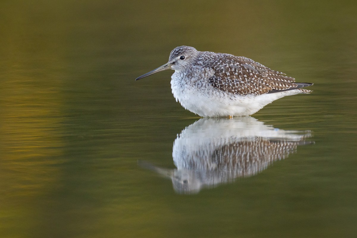 Greater Yellowlegs - Paul Jones