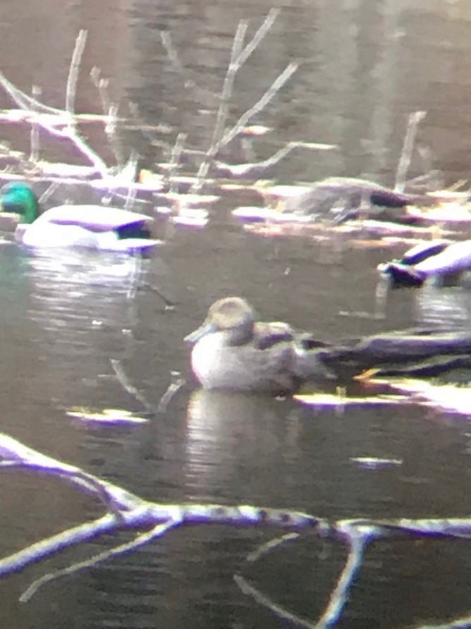 Northern Pintail - ML275879371