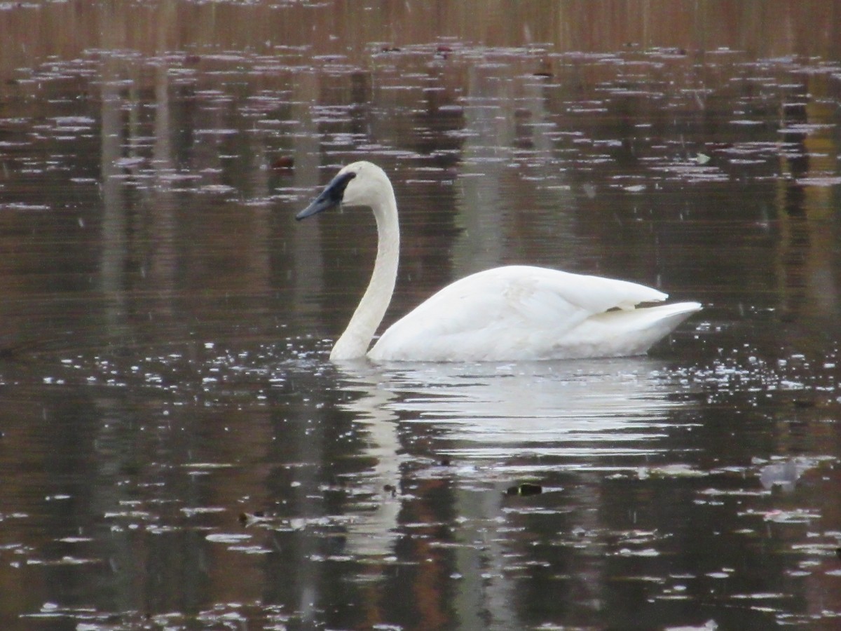 Trumpeter Swan - Christopher Hollister