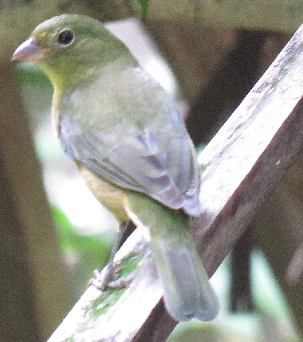 Painted Bunting - ML275880661