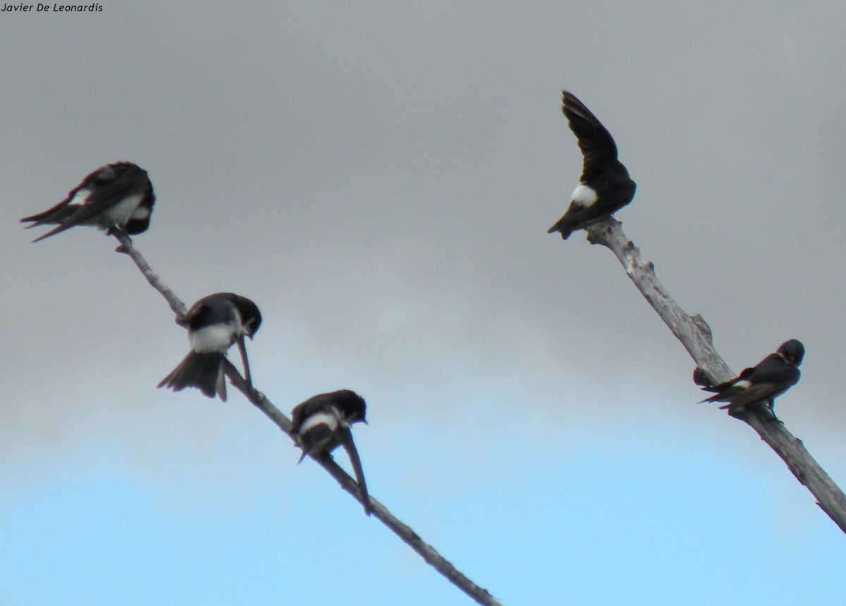 Chilean Swallow - ML275882731