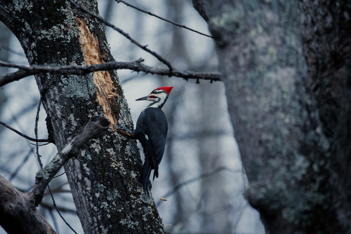 Pileated Woodpecker - ML275883831