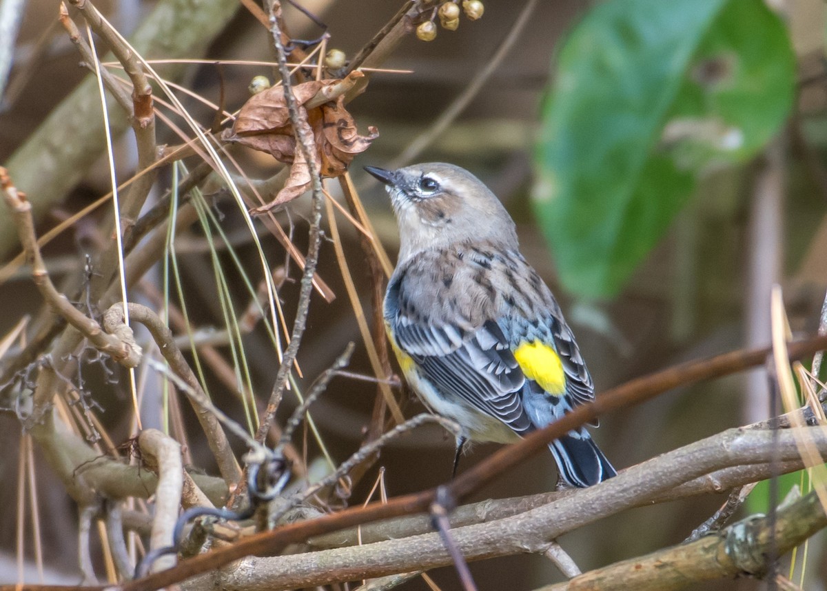 Yellow-rumped Warbler - Harrison Ponn