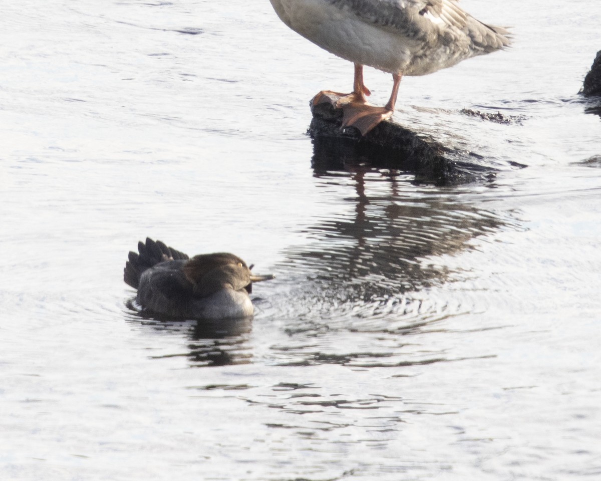 מרגון מקושט - ML275885161