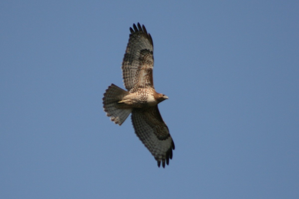 Red-tailed Hawk - Frank Severson