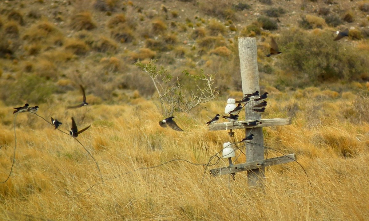 Chilean Swallow - Javier De Leonardis