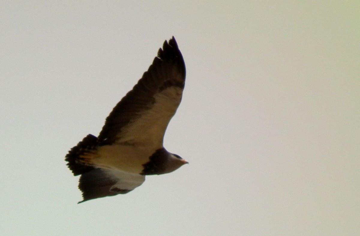 Black-chested Buzzard-Eagle - ML275889271