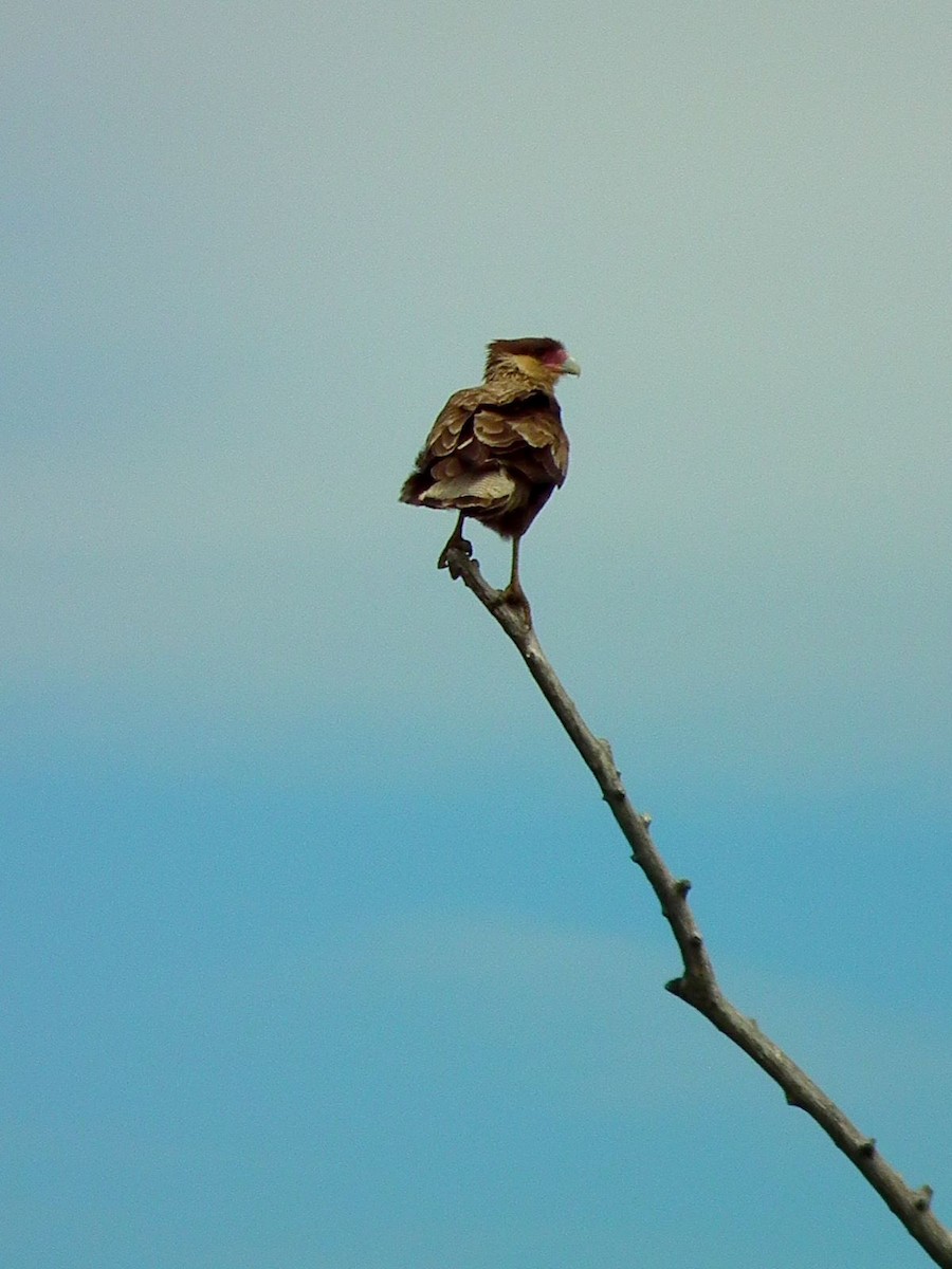 Caracara huppé (plancus) - ML275889491