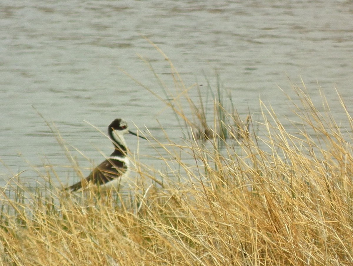 Black-necked Stilt - ML275889761