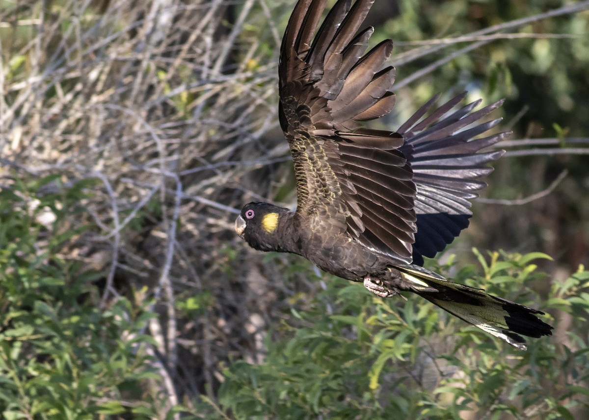 Cacatúa Fúnebre Coliamarilla - ML275889871