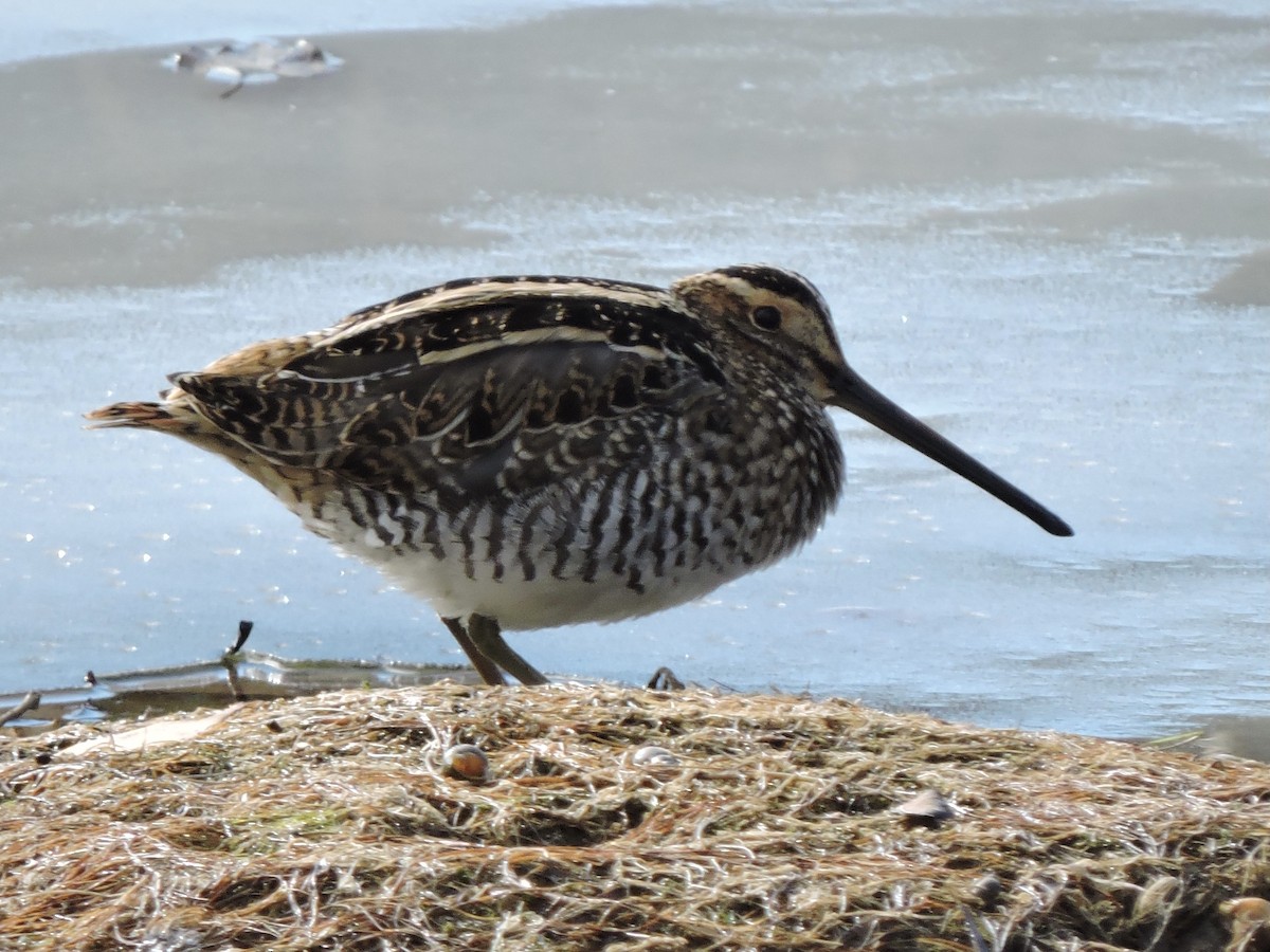 Wilson's Snipe - Aaron Roberge