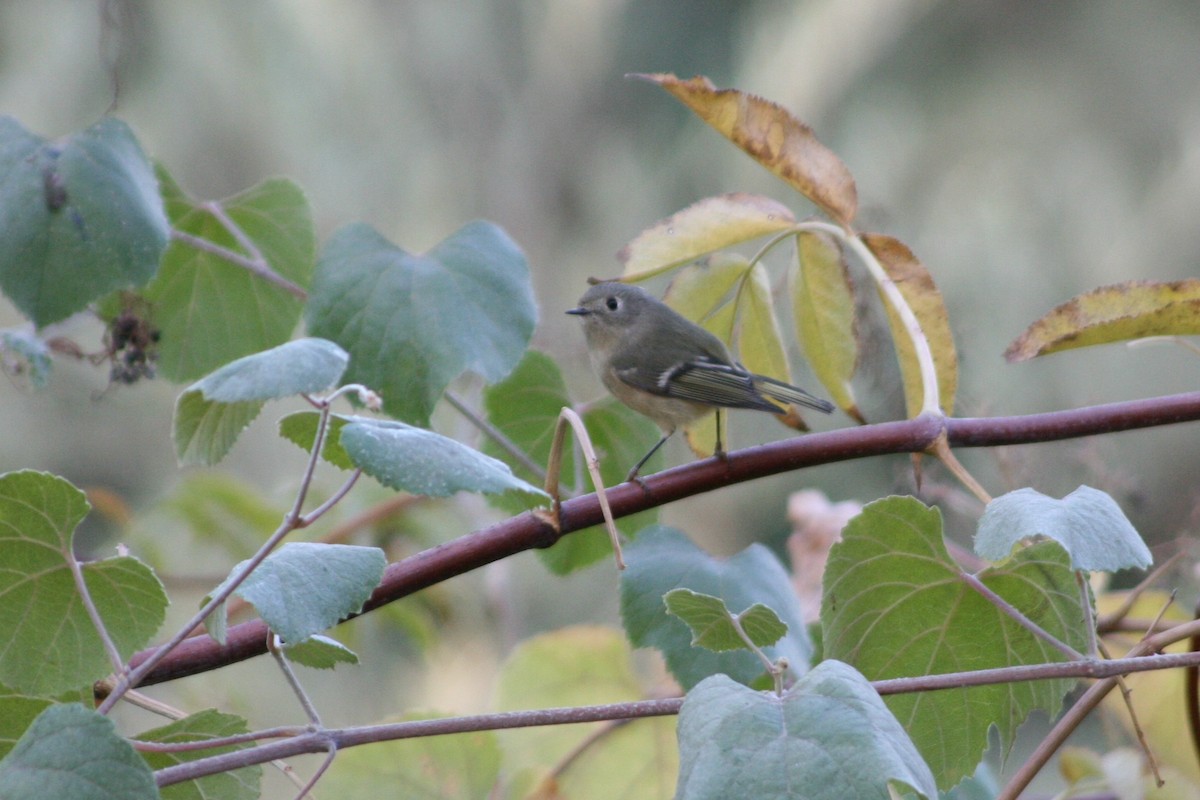 Ruby-crowned Kinglet - ML275890011