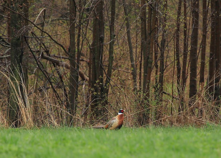 Ring-necked Pheasant - ML27589121