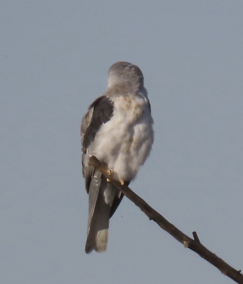 White-tailed Kite - Jim Rowoth