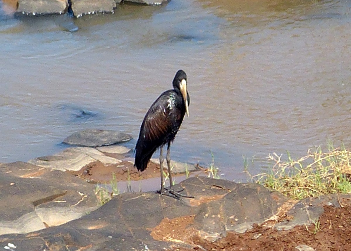 African Openbill - Andy Frank