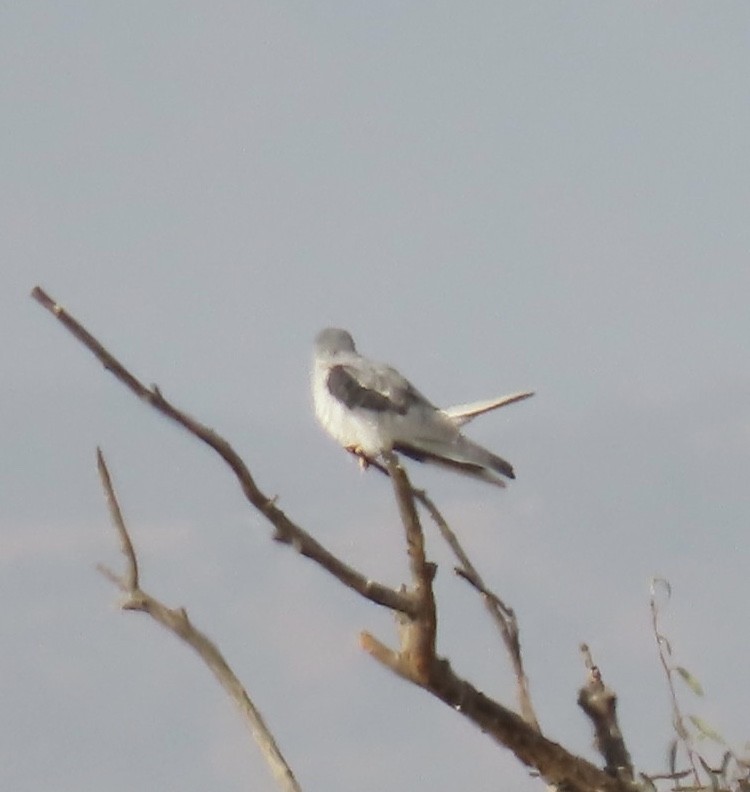 White-tailed Kite - Jim Rowoth