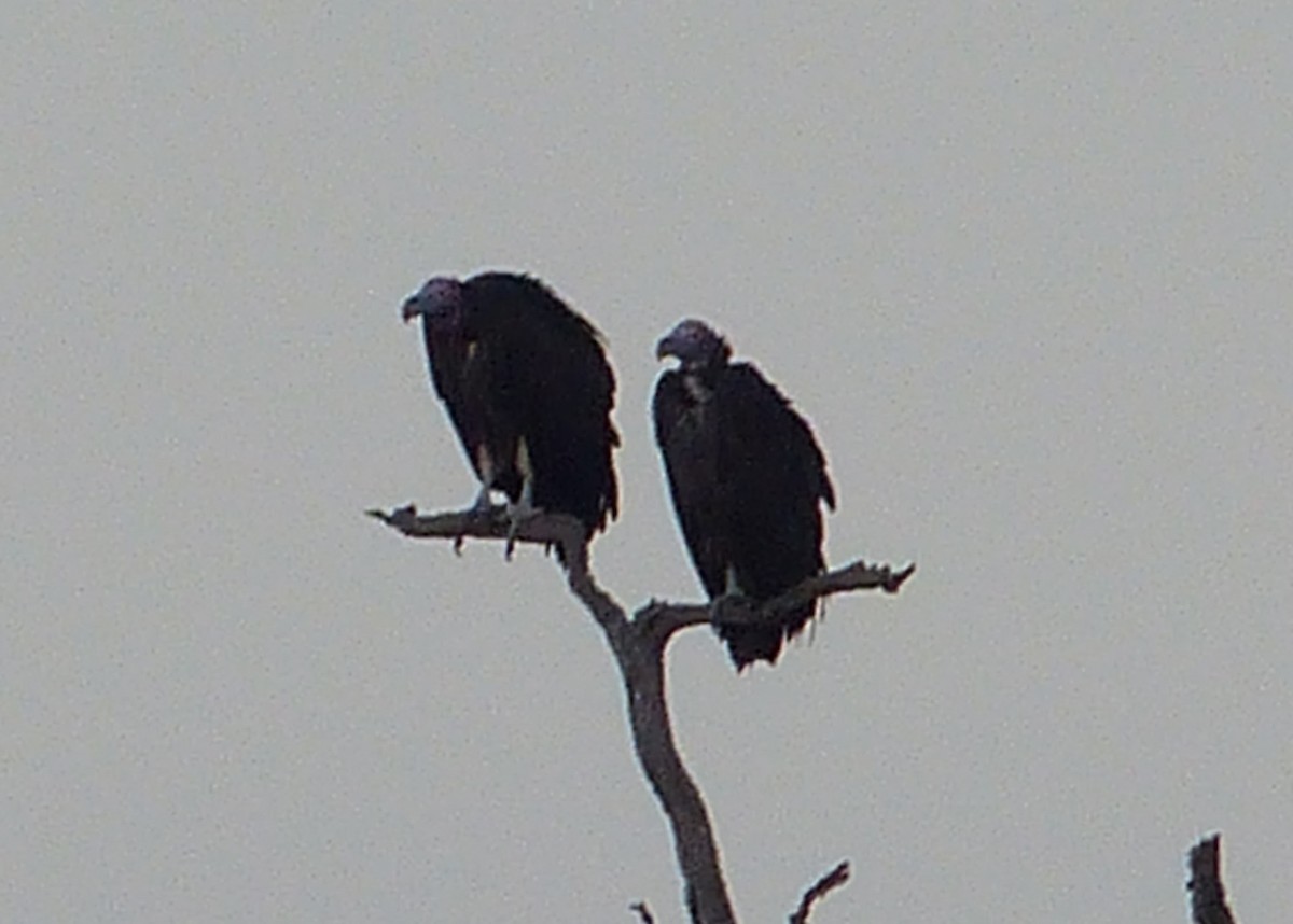 Lappet-faced Vulture - ML275892941