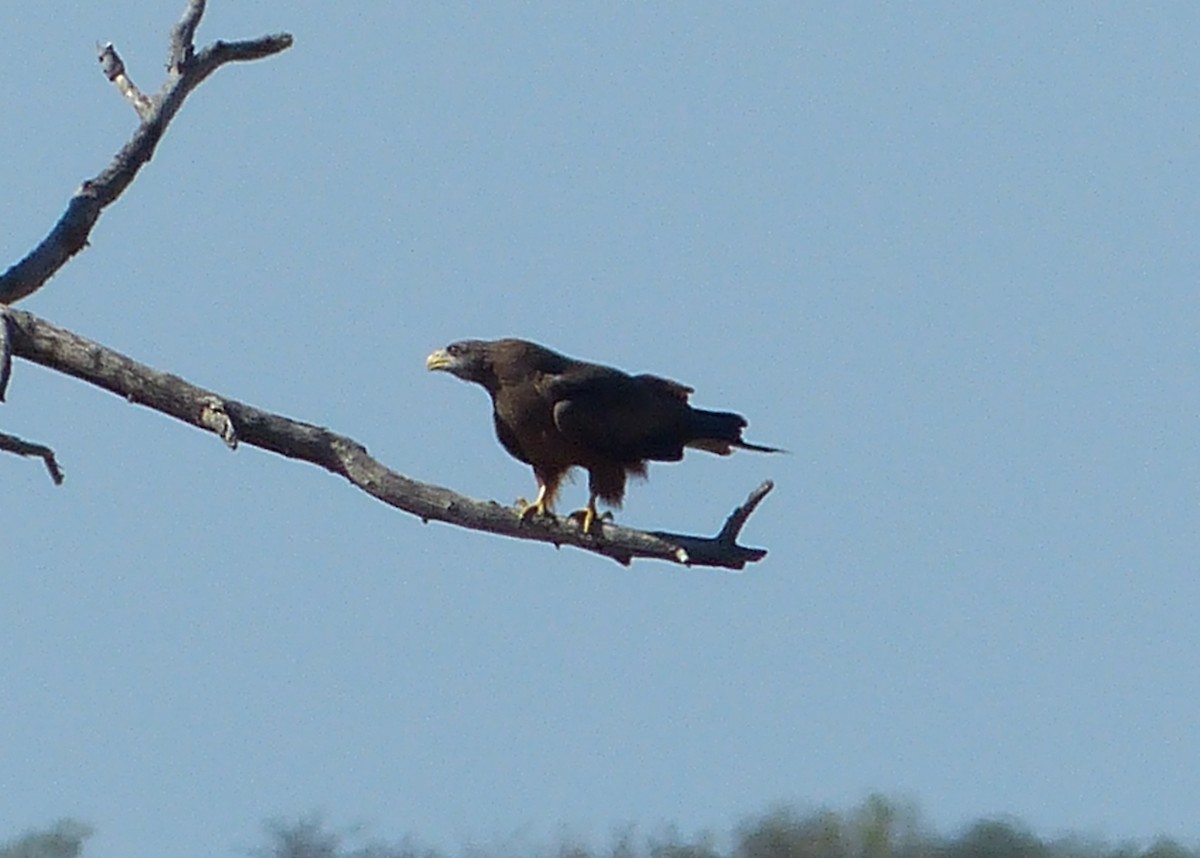 Black Kite - ML275893541