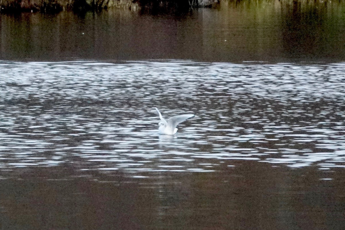 Bonaparte's Gull - ML275894631