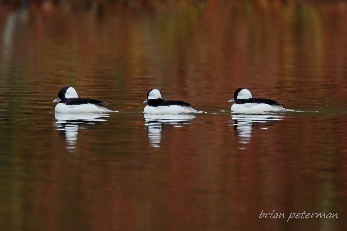 Bufflehead - Brian Peterman