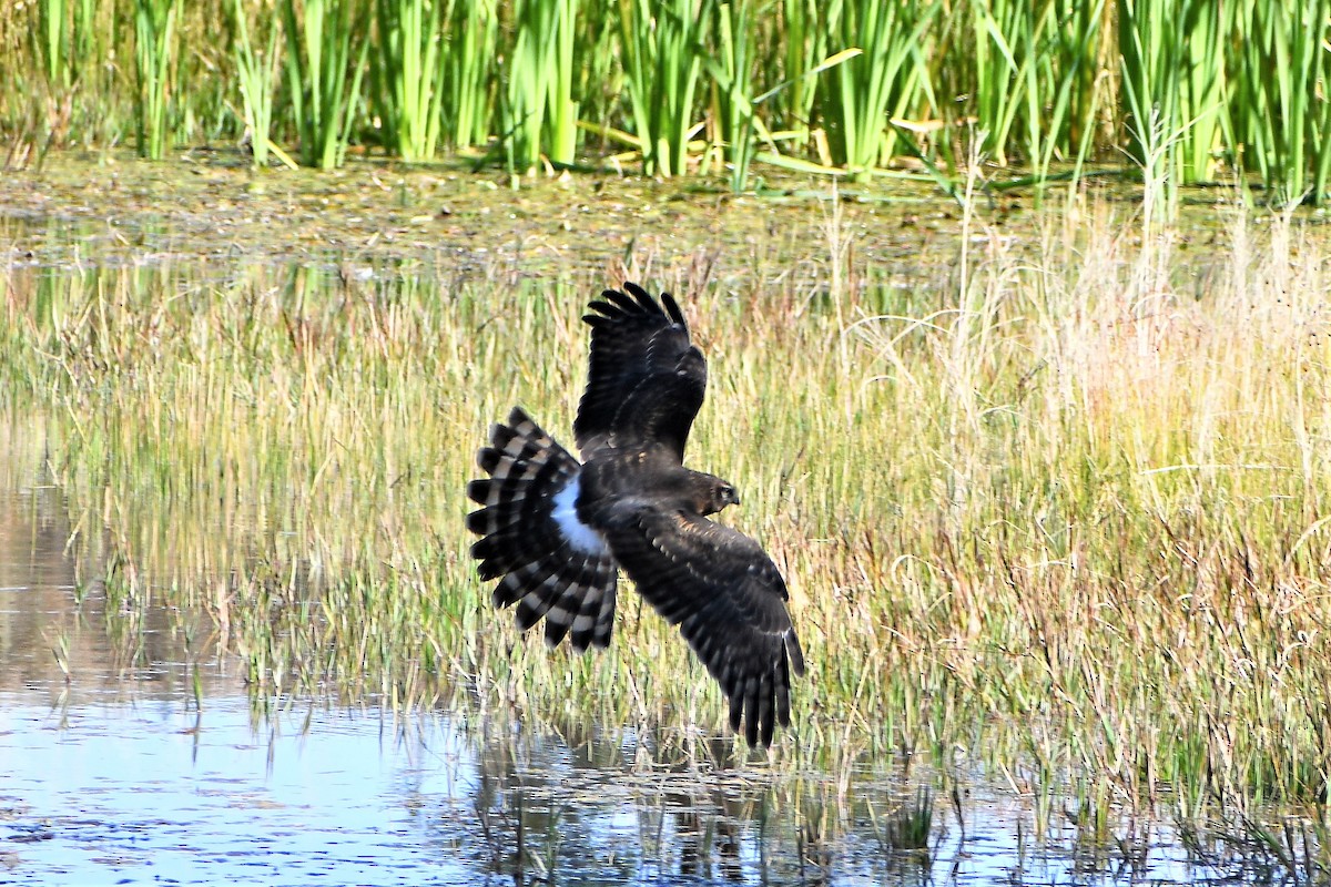 Northern Harrier - ML275895751