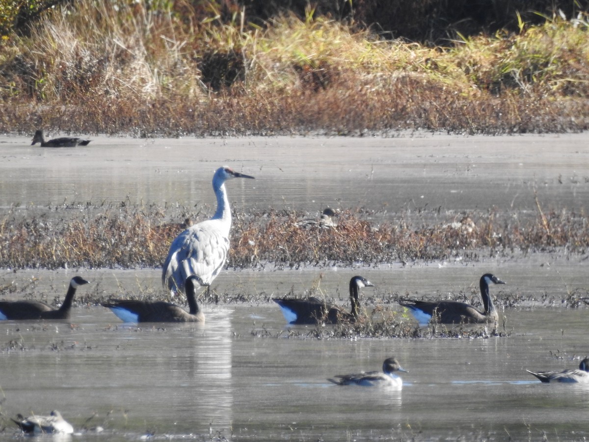 Sandhill Crane - ML275896761