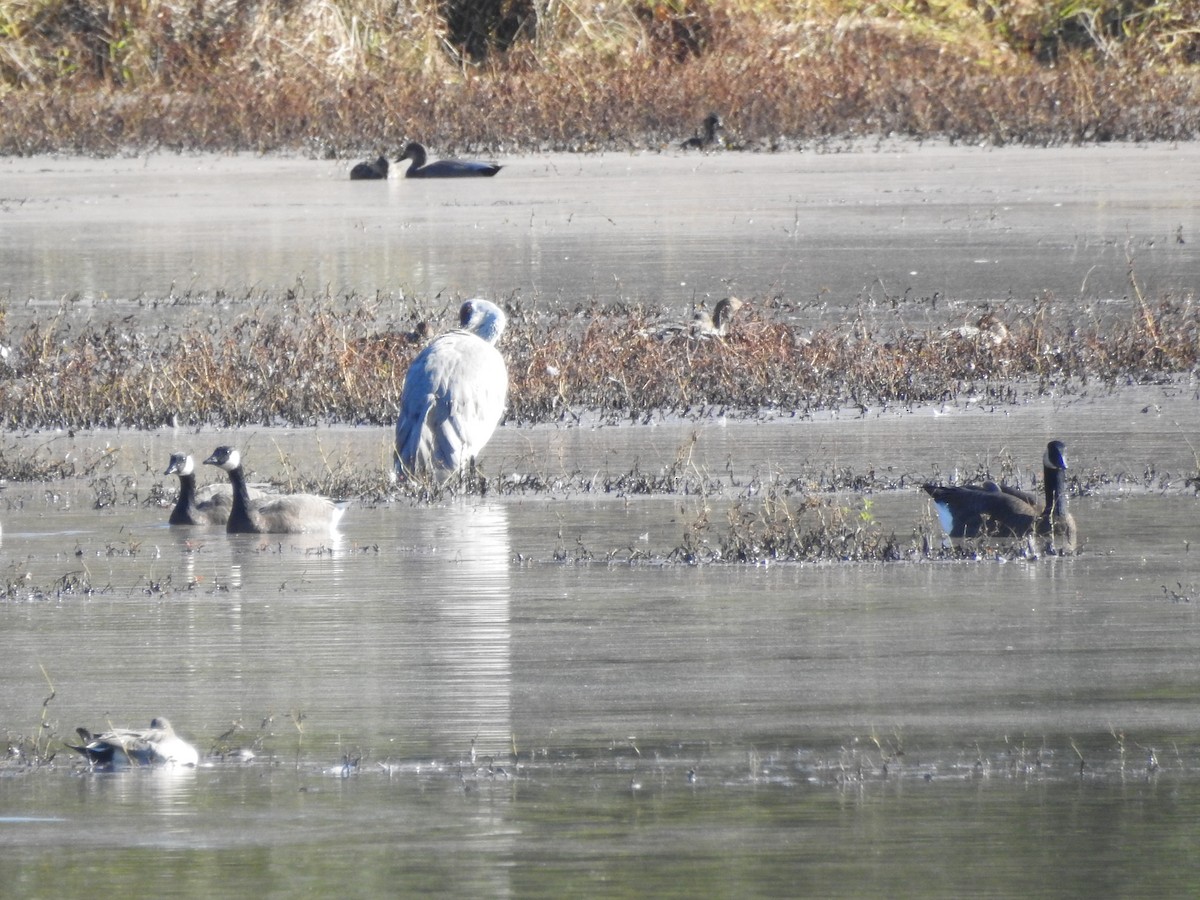 Sandhill Crane - ML275896771