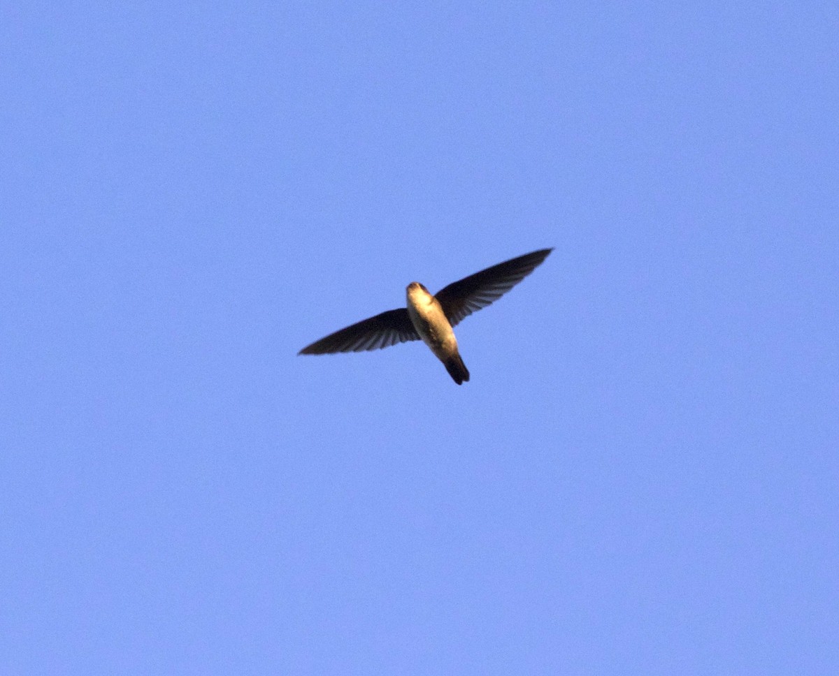 White-nest Swiftlet - Scott Baker