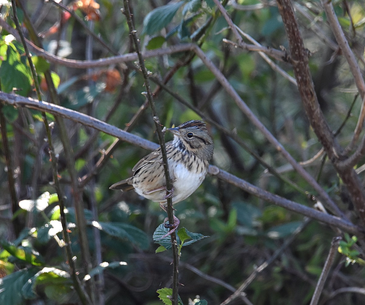 Lincoln's Sparrow - ML275898071