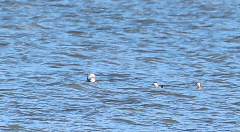 Long-tailed Duck - ML275899811
