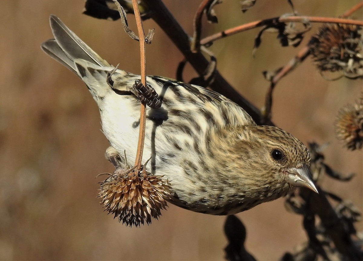 Pine Siskin - Paul McKenzie