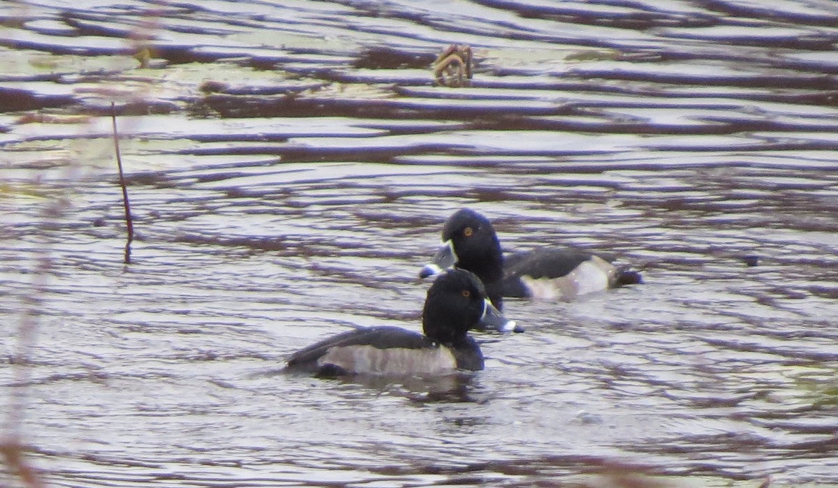 Ring-necked Duck - Jerry Smith