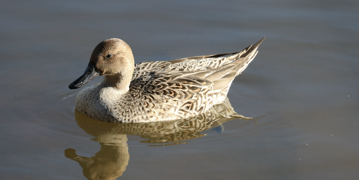 Northern Pintail - James Wheat