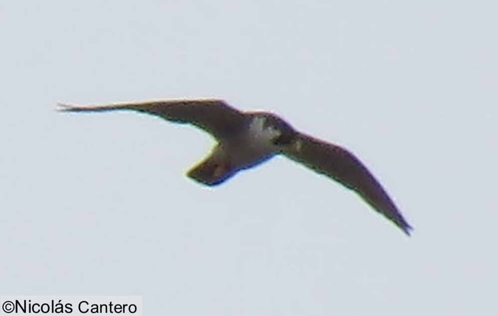 Peregrine Falcon - Nicolás Cantero Wildlife PY
