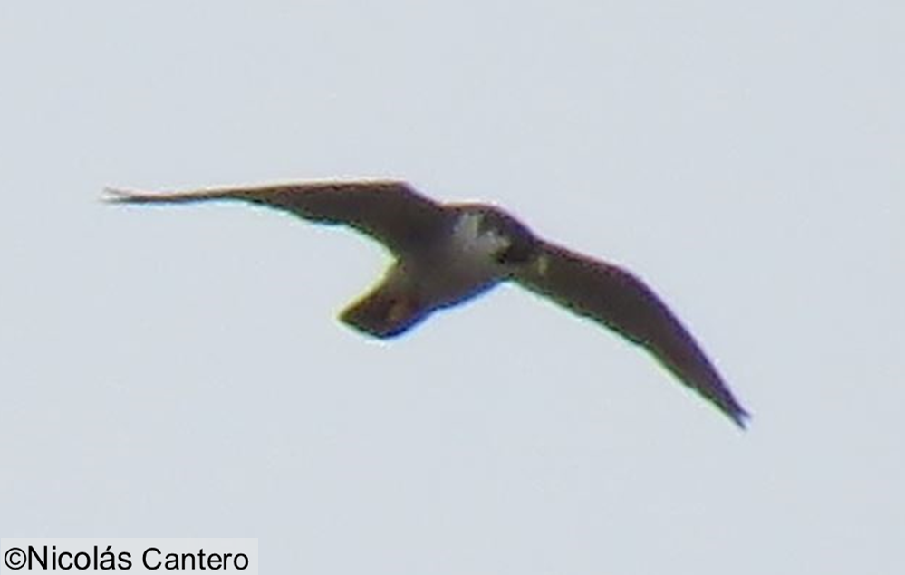 Peregrine Falcon - ML275904901