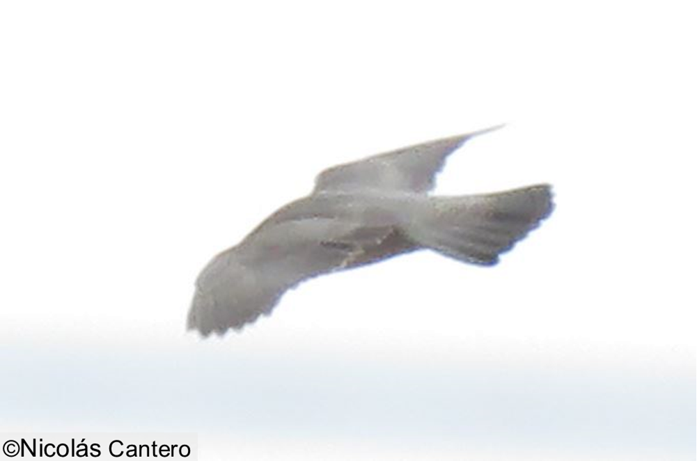 Halcón Peregrino - ML275904961