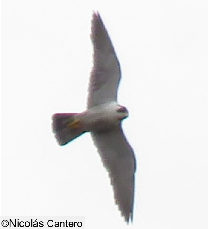 Peregrine Falcon - Nicolás Cantero Wildlife PY