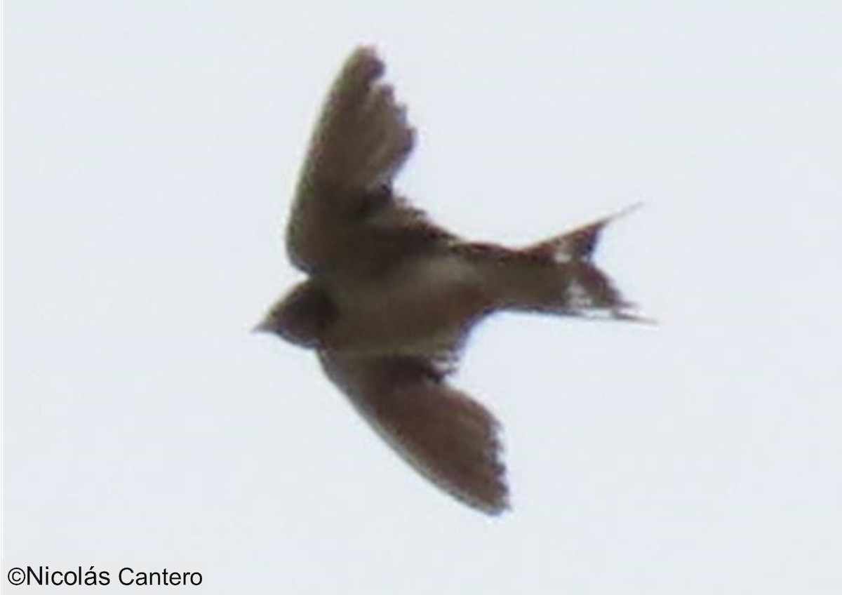 Barn Swallow - ML275905171