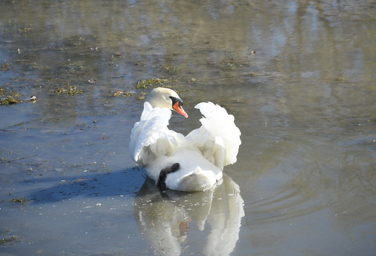 Mute Swan - Kathy Morales Eric Julson