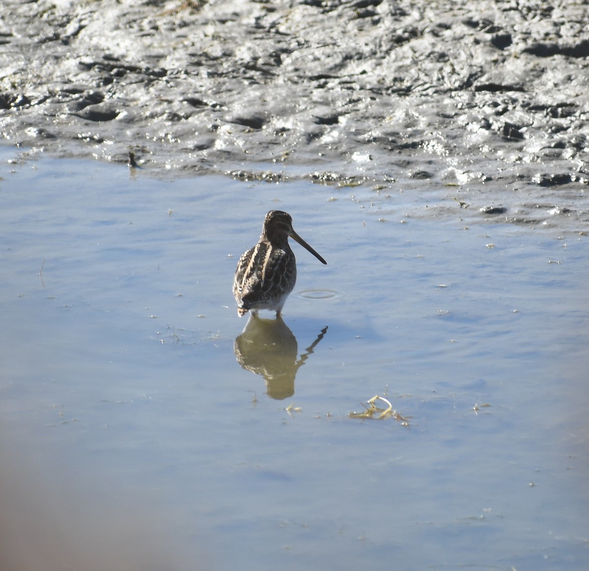 Wilson's Snipe - ML275906361