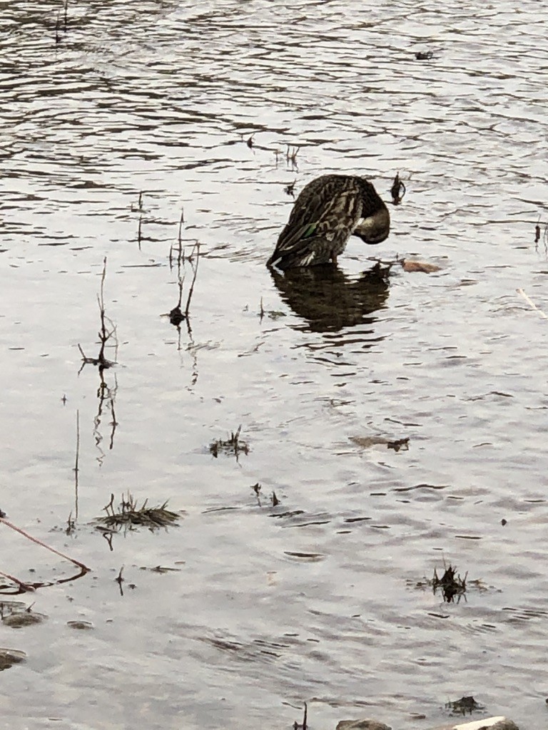 Green-winged Teal - ML275908091