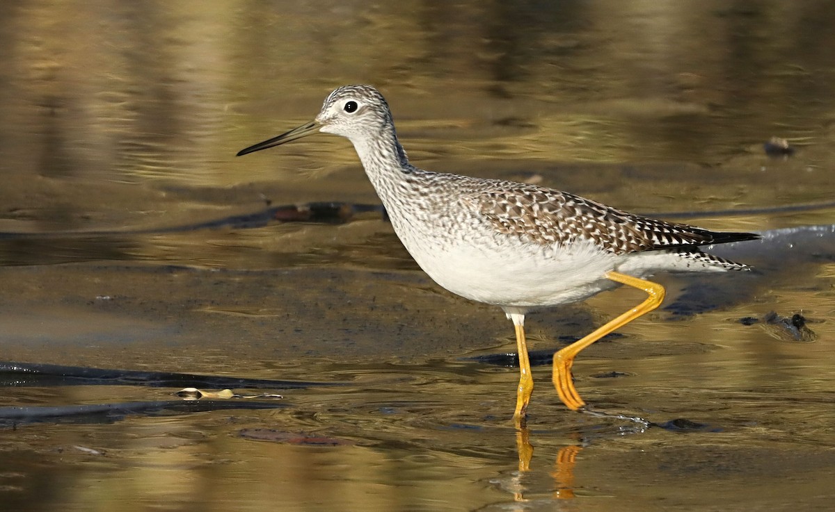 Lesser/Greater Yellowlegs - Terry Spitzenberger