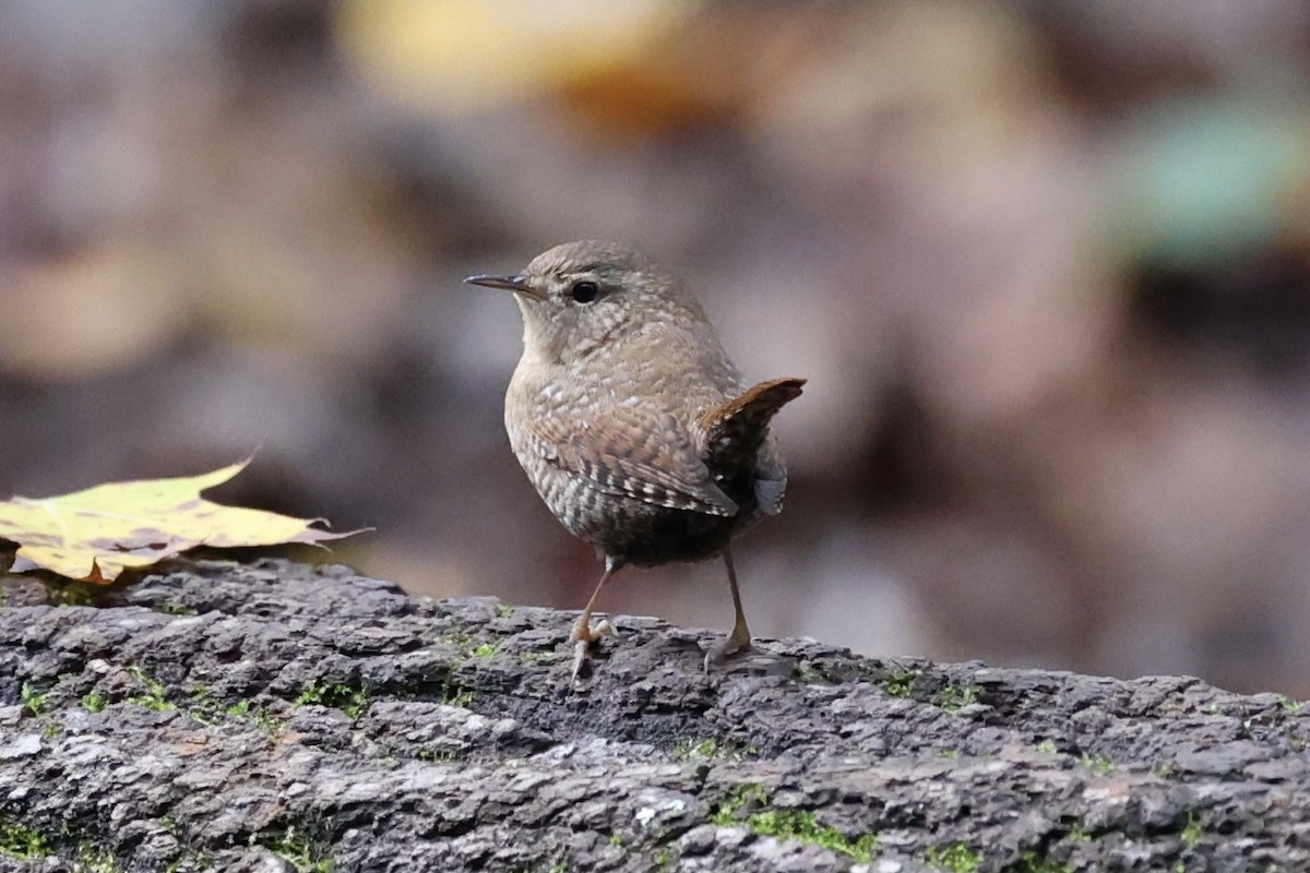 Winter Wren - Anne Bielamowicz