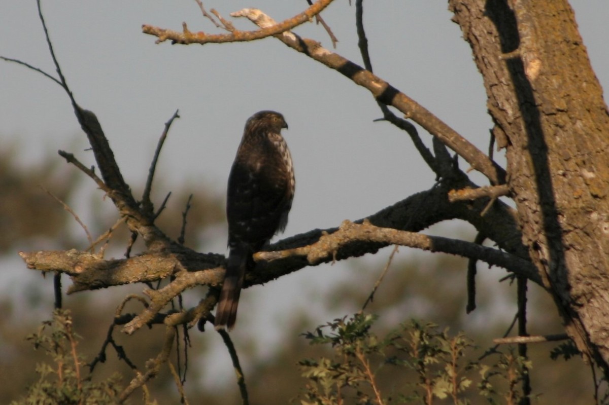 Cooper's Hawk - ML275914321