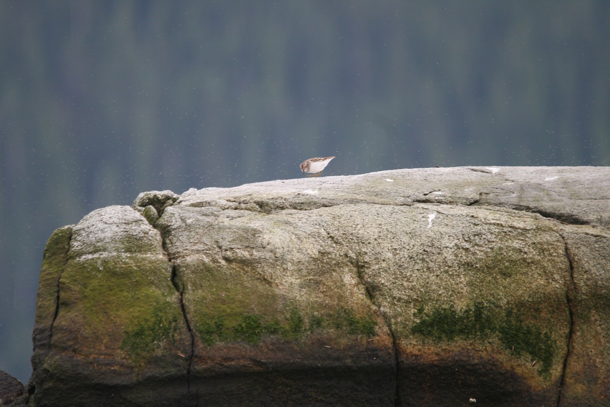 Least Sandpiper - Walter Thorne