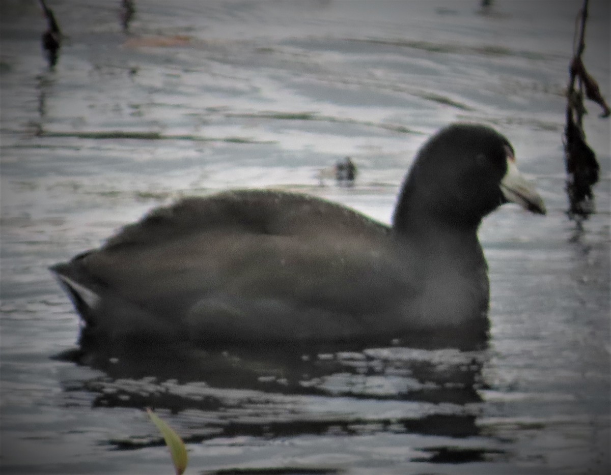 American Coot - ML275917241