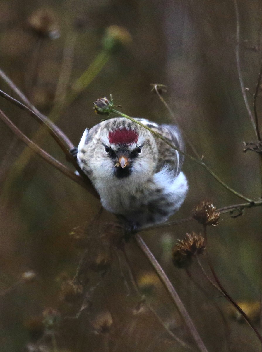 Redpoll (Common) - ML275918491