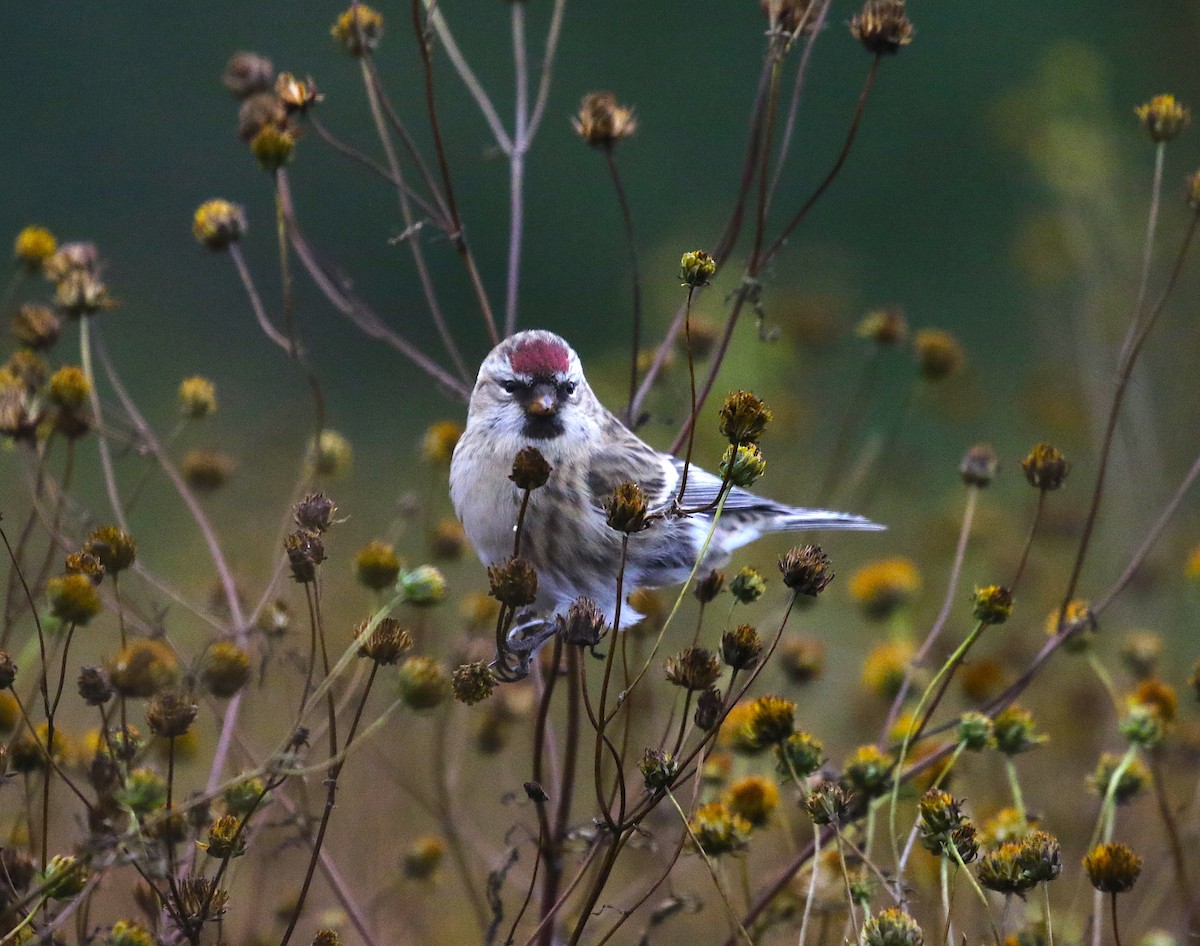 Redpoll (Common) - ML275918611
