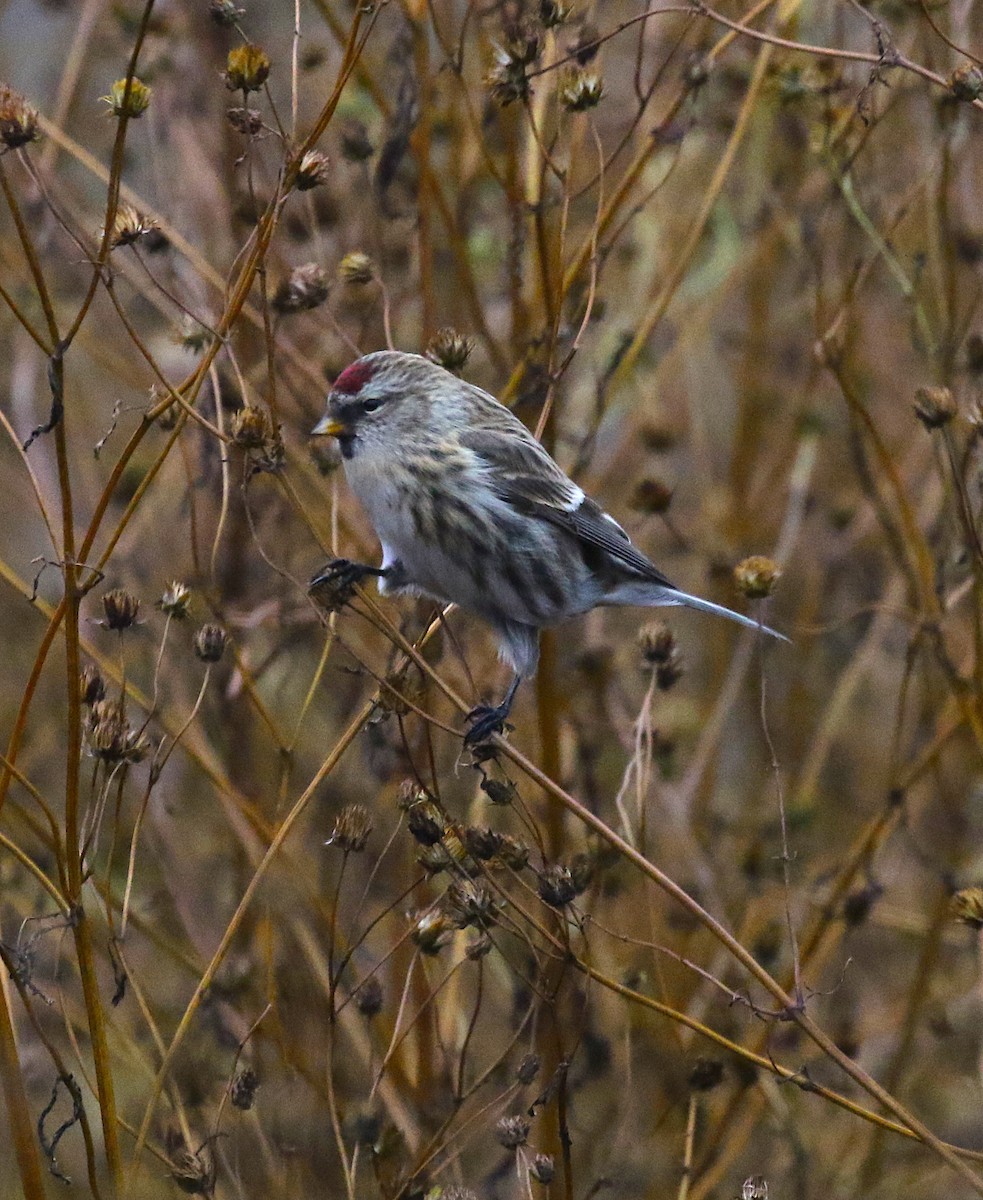 Redpoll (Common) - ML275918771