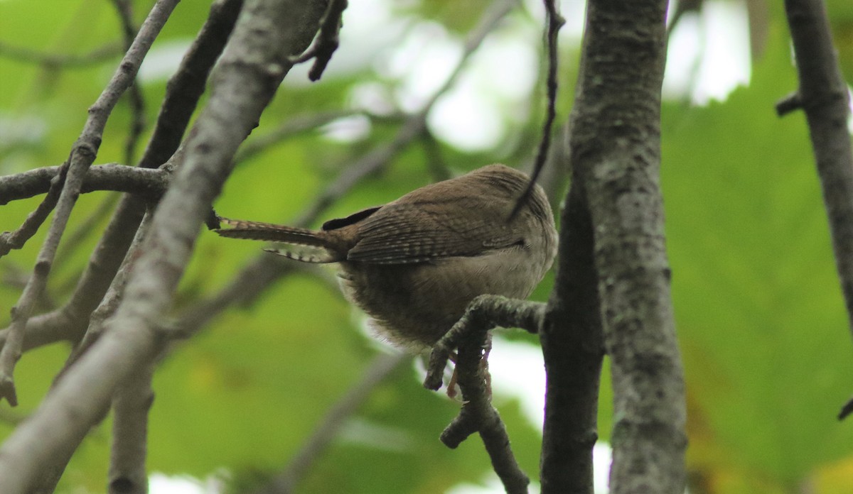 Northern House Wren - ML275918931
